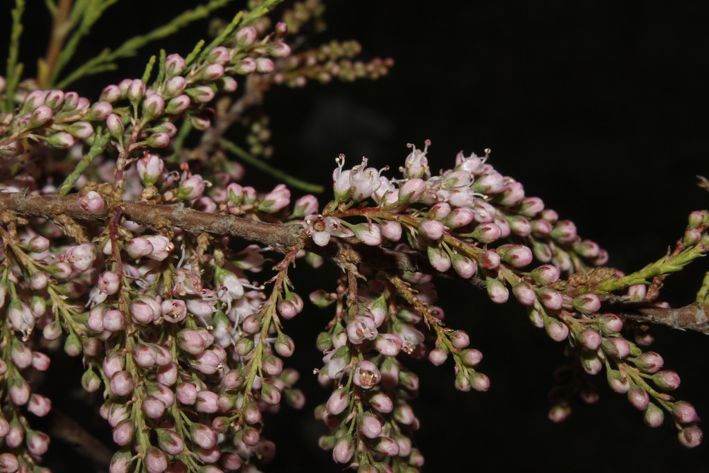 Four-stamen Tamarisk