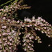 Four-stamen Tamarisk - Photo (c) Σάββας Ζαφειρίου (Savvas Zafeiriou), some rights reserved (CC BY-NC), uploaded by Σάββας Ζαφειρίου (Savvas Zafeiriou)