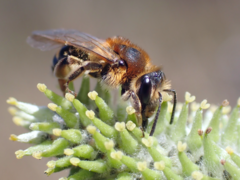 Andrena dorsata