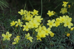Linum tauricum