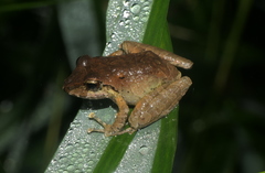 Pristimantis actites