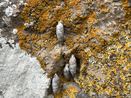 Solatopupa similis