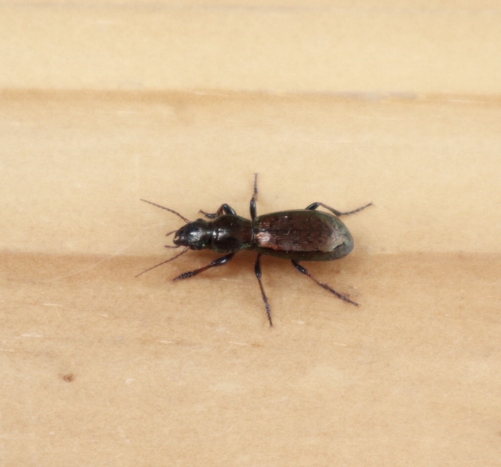 Creobius
