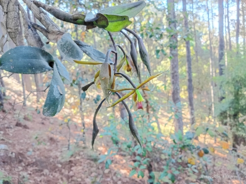Epidendrum hagsateri Christenson