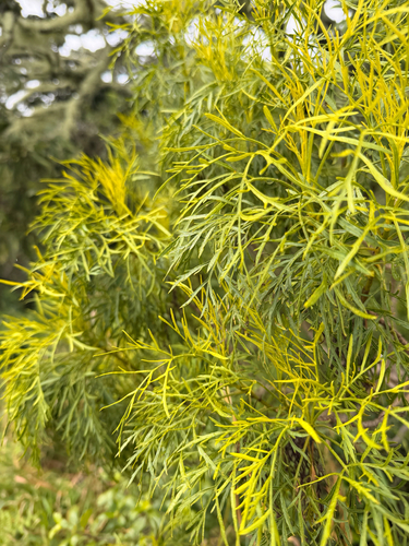 Bidens menziesii observed 2026-05-03