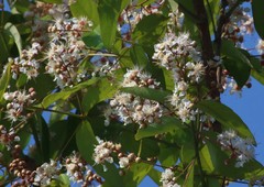 Lagerstroemia parviflora