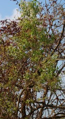 Lagerstroemia parviflora