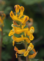 Corydalis curvisiliqua