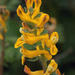 Corydalis curvisiliqua - Photo (c) Richard Reynolds,  זכויות יוצרים חלקיות (CC BY-NC), הועלה על ידי Richard Reynolds