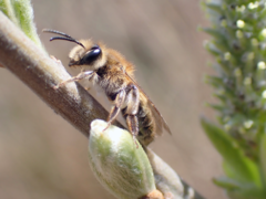 Andrena mitis