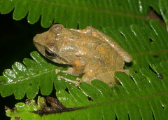 Pristimantis actites