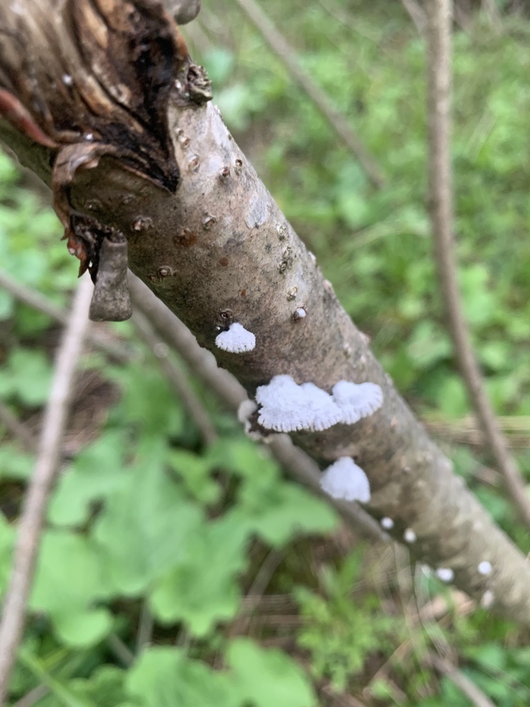 splitgill mushroom · May 2026 · photo: Photo: (c) Bren Zo, some rights reserved (CC BY) · iNaturalist