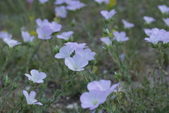 Linum lanuginosum