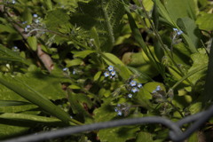 Myosotis refracta refracta