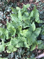 Arum maculatum