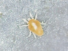 Eupodina