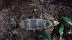 Indotestudo elongata