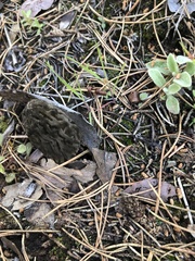 Morchella brunnea