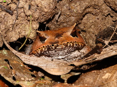 Hemiphractus scutatus