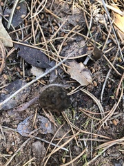 Morchella brunnea