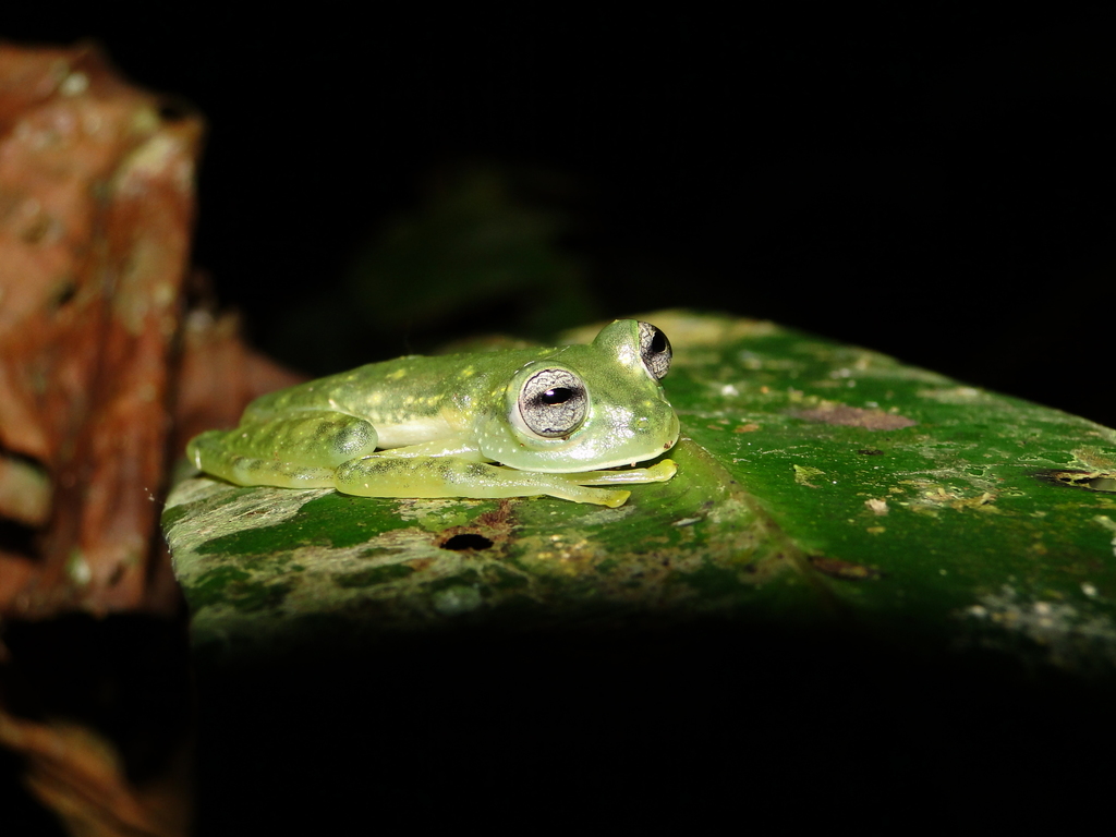 Maria's Giant Glass Frog