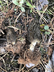 Morchella brunnea