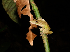 Scinax garbei