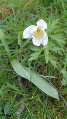 Anemonoides nemorosa