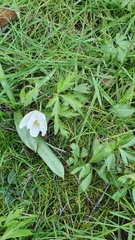 Anemonoides nemorosa
