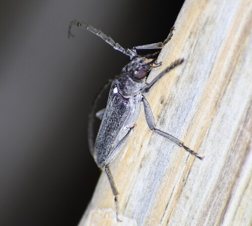 Aneflus obscurus