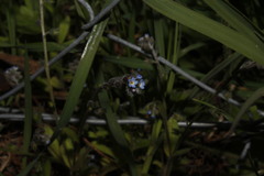 Myosotis refracta refracta