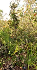 Persea humilis image