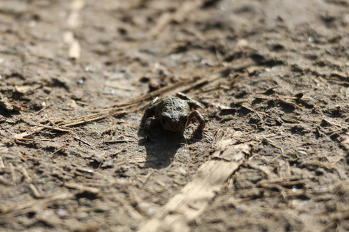 Asiatic Toad