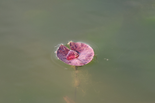 Sacred Lotus