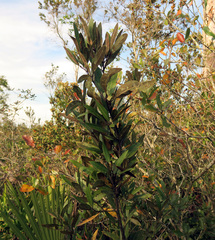 Persea humilis image