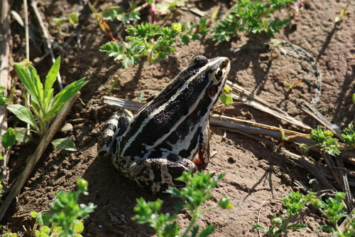 Black-spotted Frog