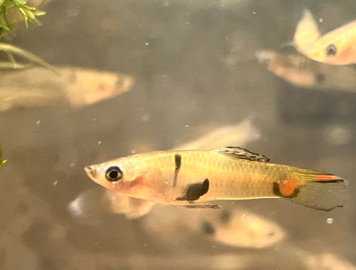 Para molly (Poecilia parae) — Poeciliidae