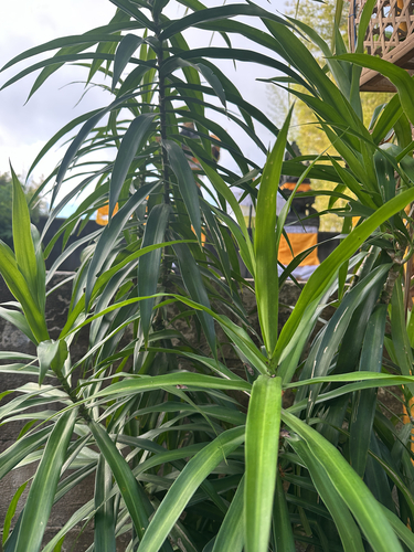 Dracaena angustifolia