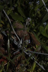 Myosotis refracta refracta