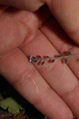 Myosotis refracta refracta