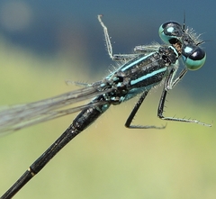Ischnura elegans