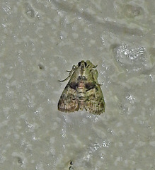 Macalla glastianalis