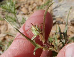 Calycoseris wrightii