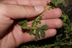 Medicago rugosa