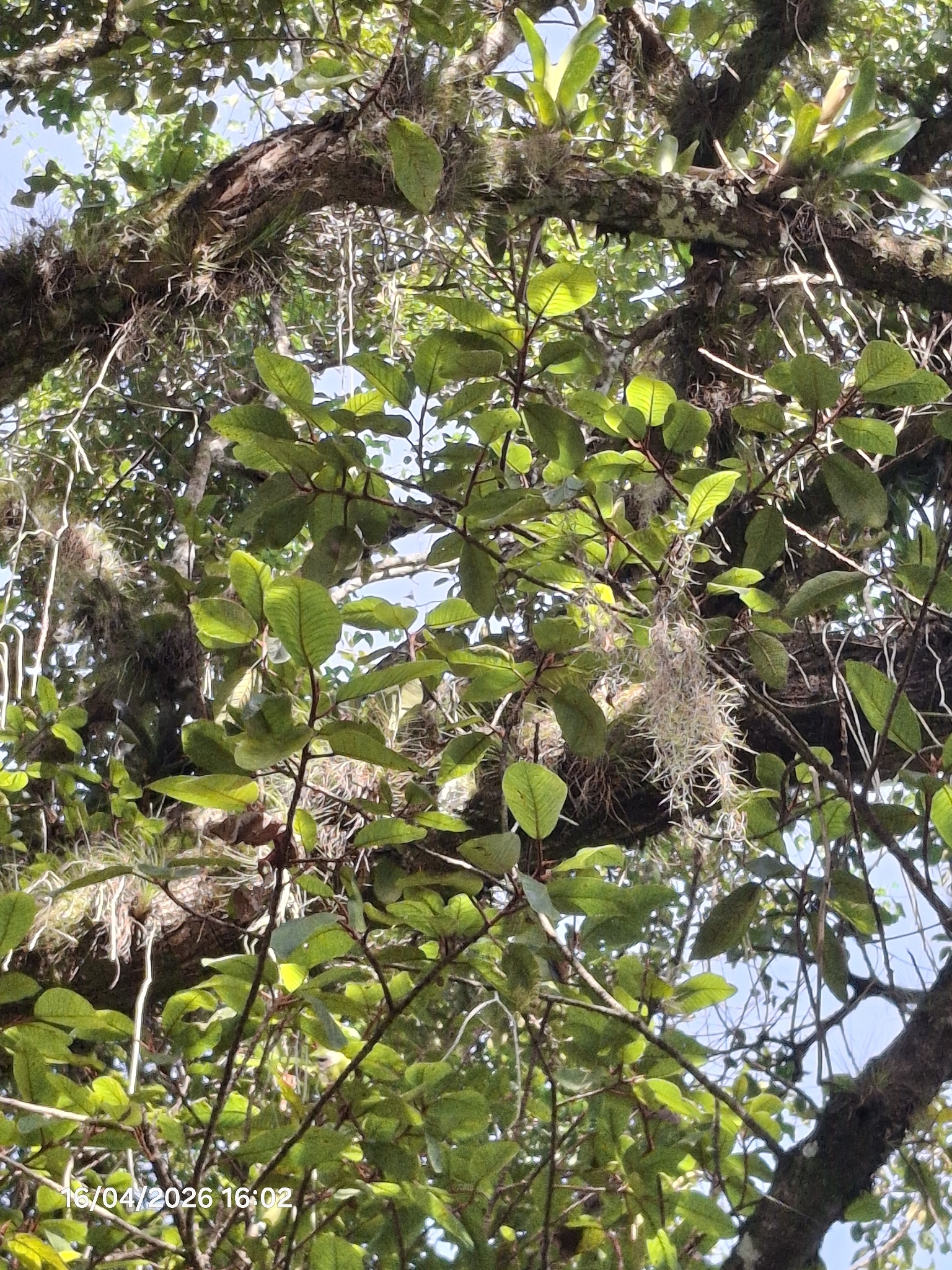 Tillandsia usneoides