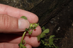 Medicago rugosa