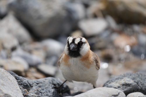 Blanford's Snowfinch