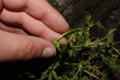 Medicago rugosa