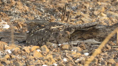 Caprimulgus affinis