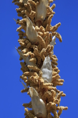 Dasylirion leiophyllum